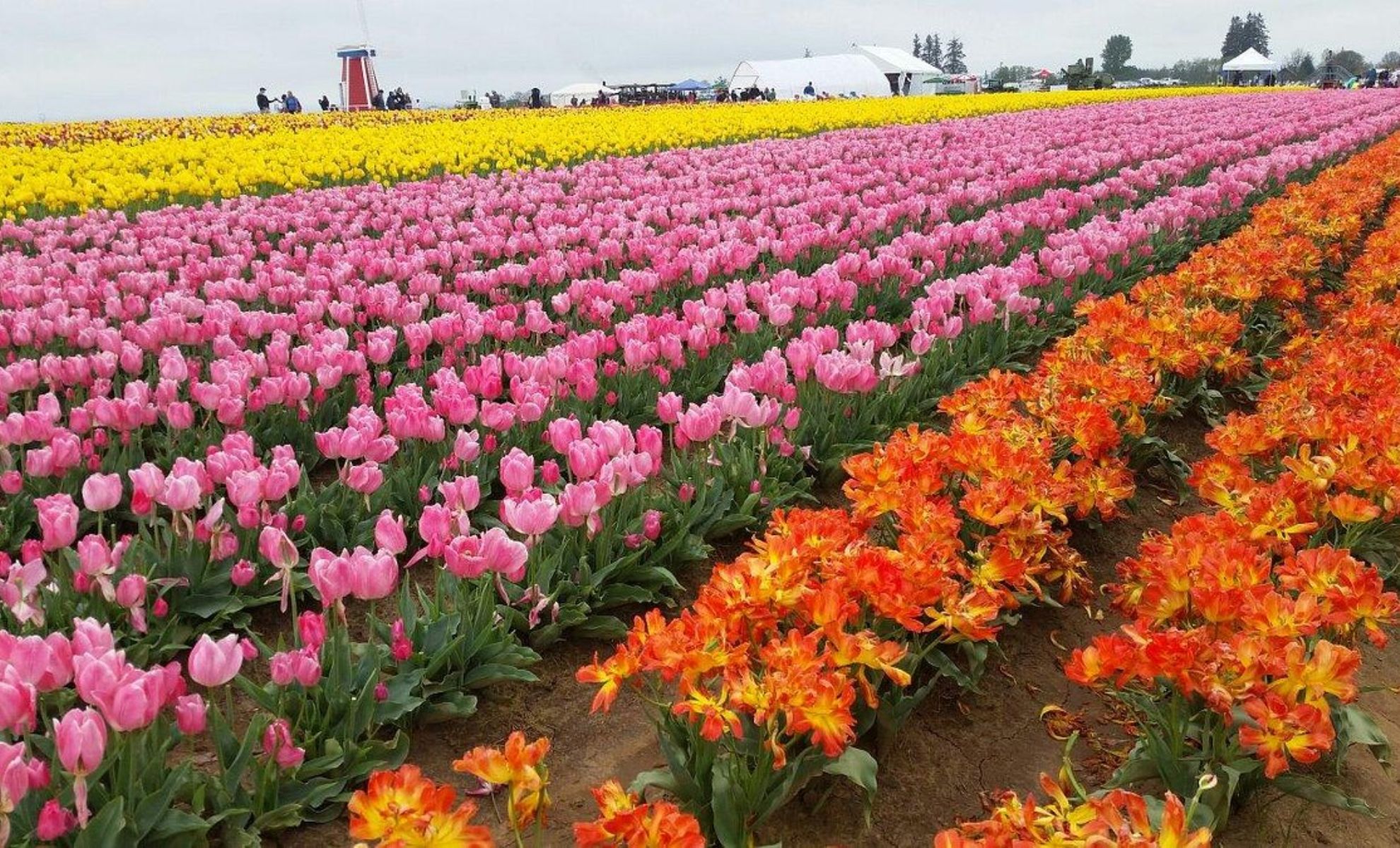 Ferme de tulipes Wooden Shoe, Oregon, États-Unis