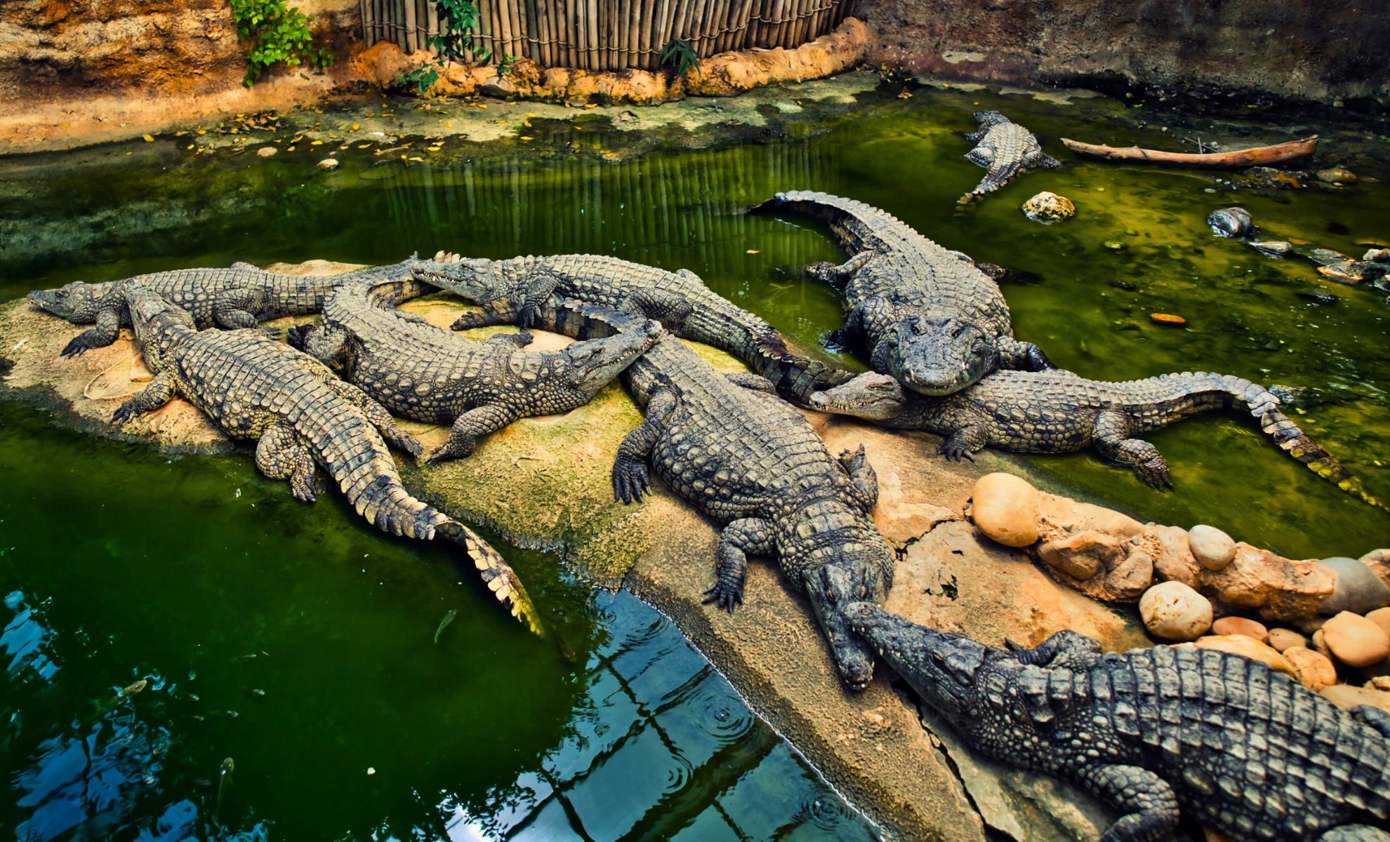 La Crocodile Farm, Tunisie