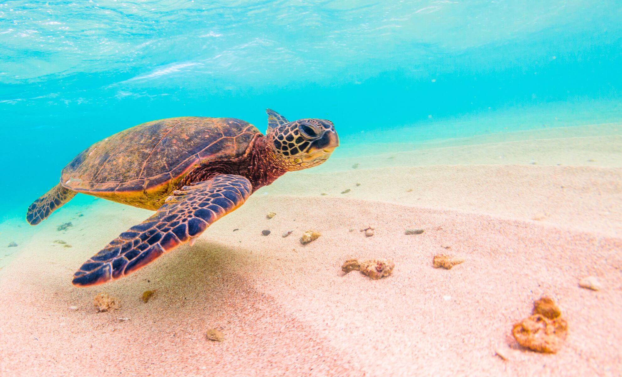 Les tortues d’Hawaï à la plage de Punalu’u, Hawaï