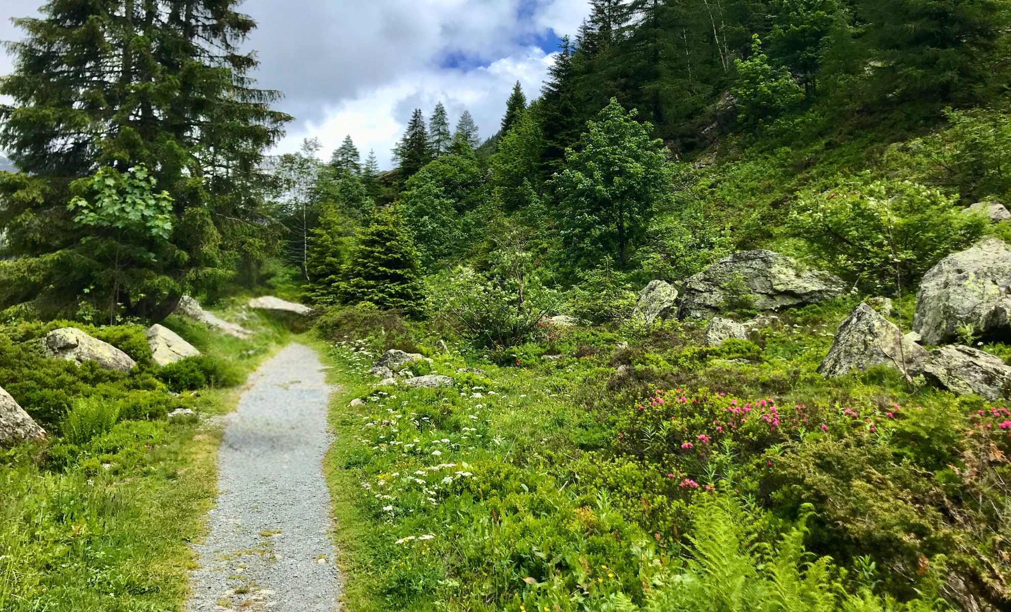 Une balade le long du sentier botanique des Aiguilles Rouges à Chamonix, France