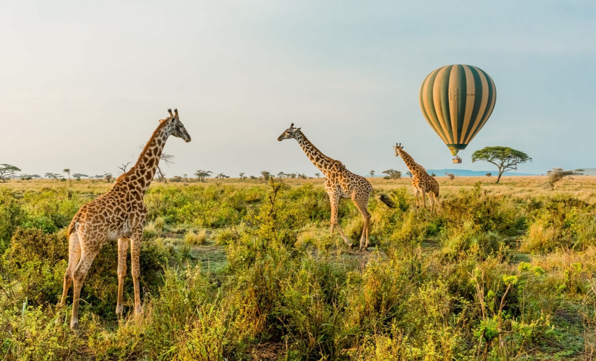 Vol en montgolfière au parc national du Serengeti, Tanzanie