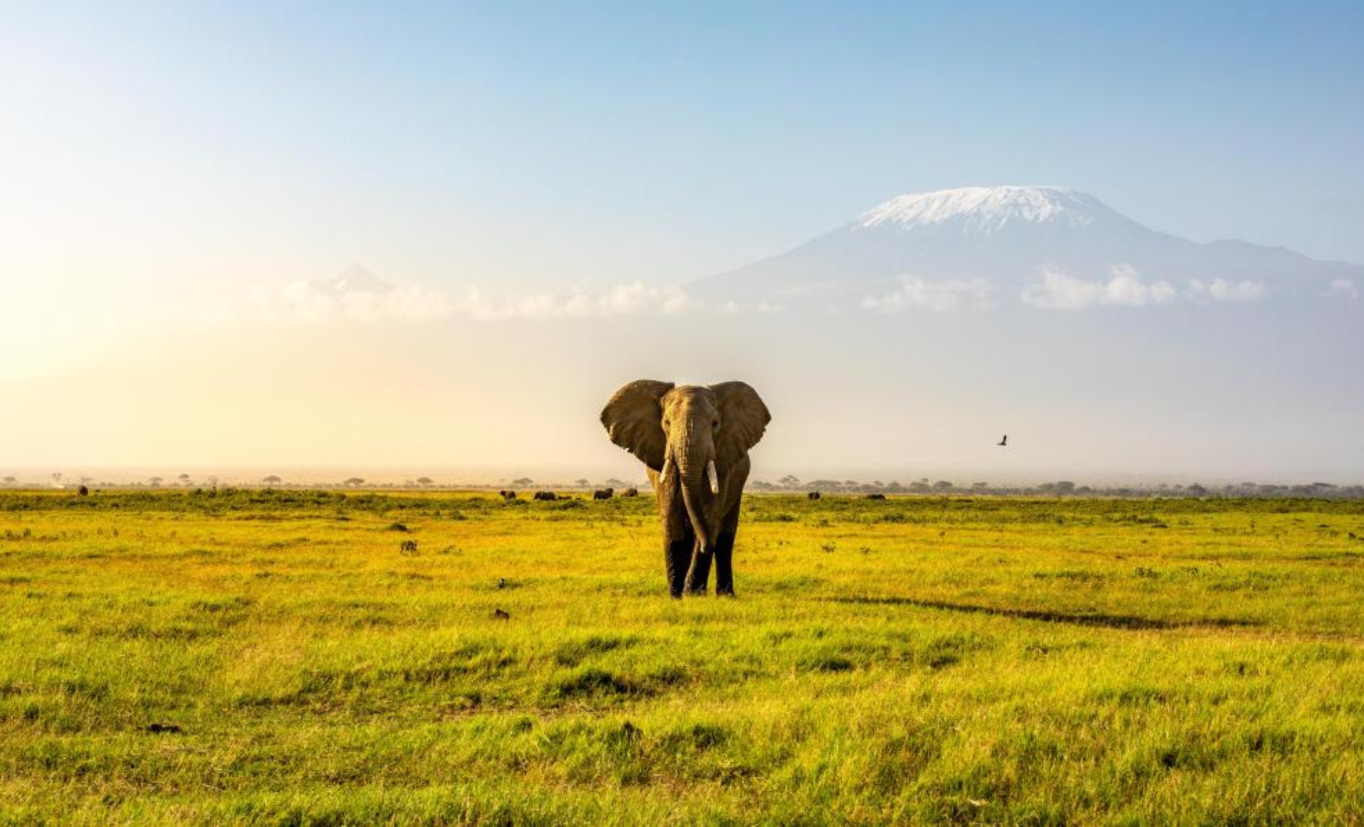 Elephant marchant dans le parc national du mont Kenya