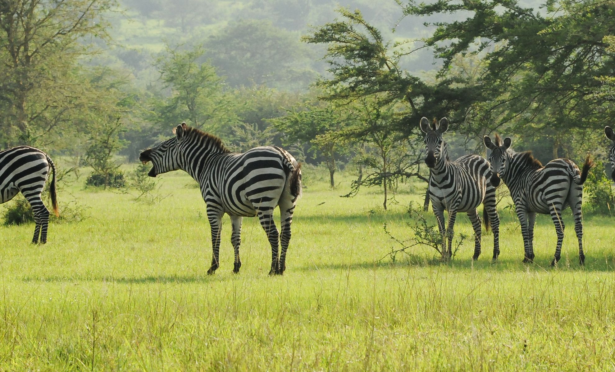Le parc naturel de L'Ouganda