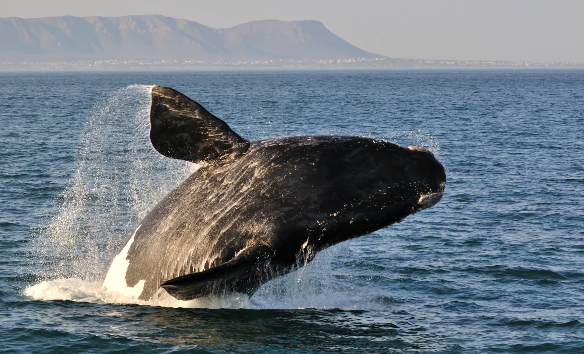 Les baleines à Hermanus en Afrique du Sud
