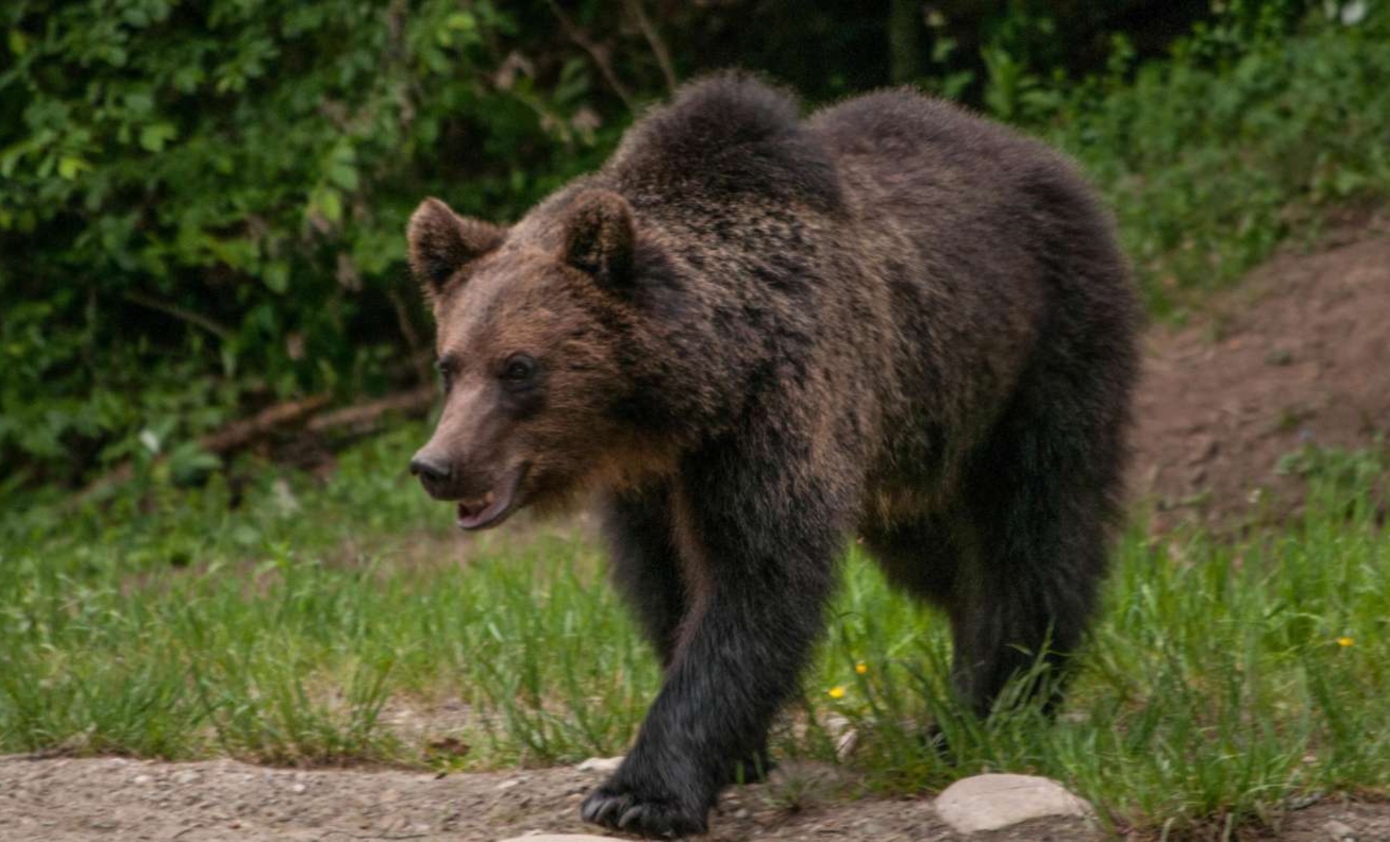 Les ours de Brașov