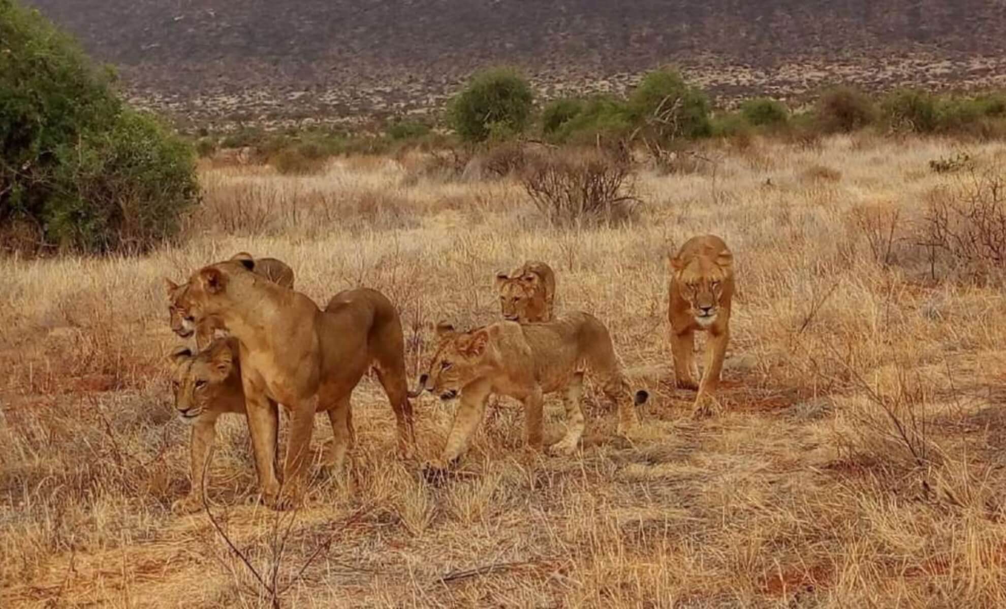 lions se promenant dans le parc national de Tsavo