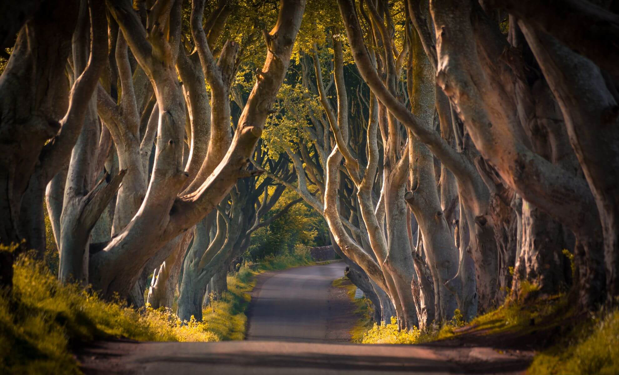 Dark Hedges entre Armoy et Stranocum, Irlande du Nord