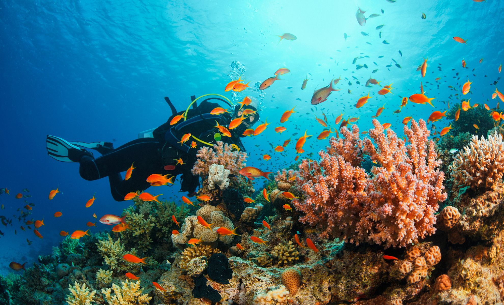 Faire de la plongé pour admirer les trésors de la Martinique