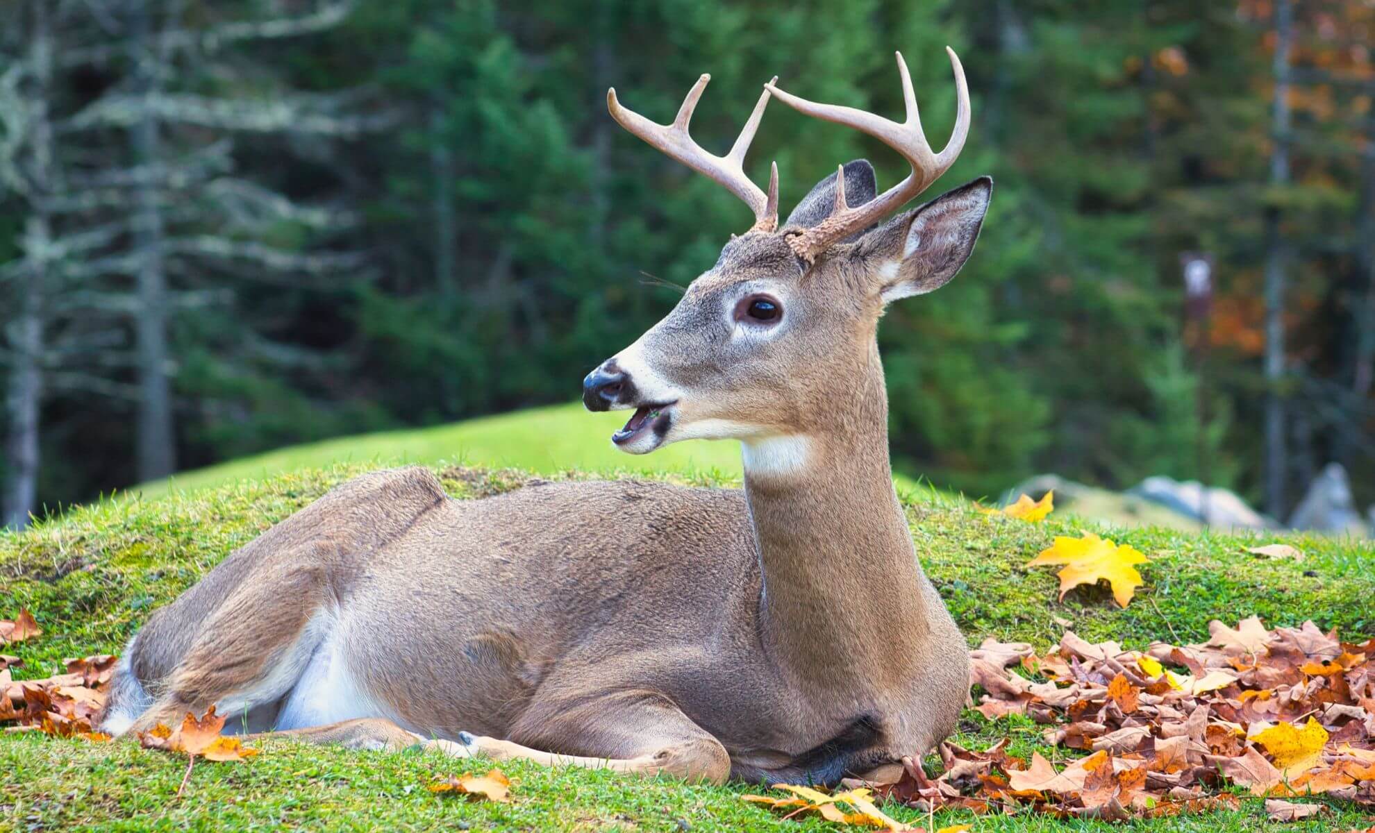 La Faune du parc Omega, Gatineau, Canada