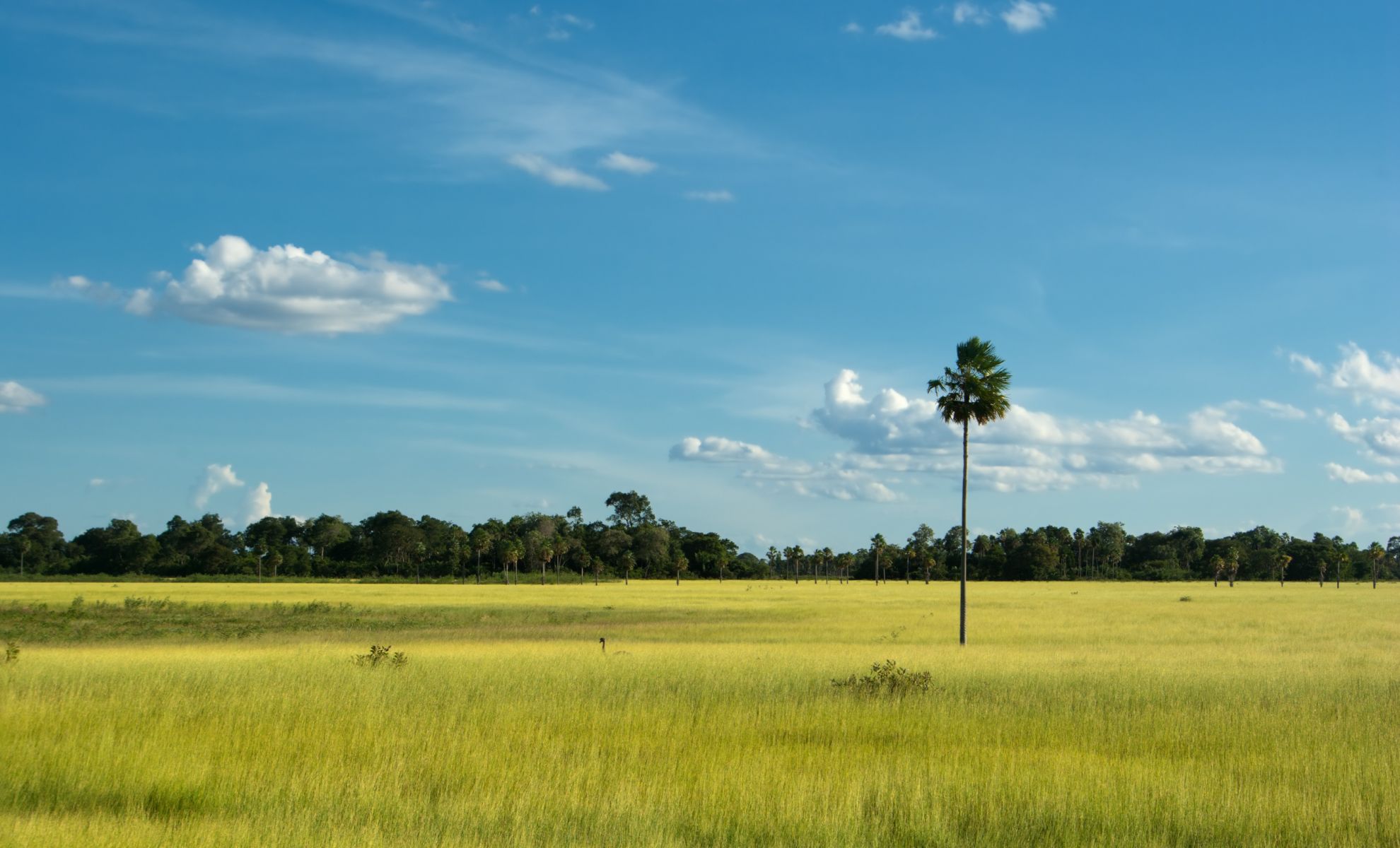 La plaine de Pantanal, Brésil