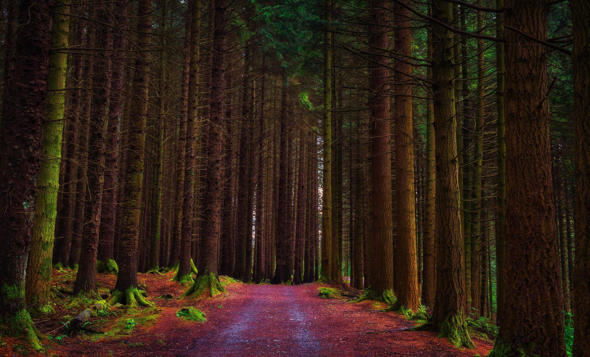 Le Tollymore Forest Park, Irlande du Nord