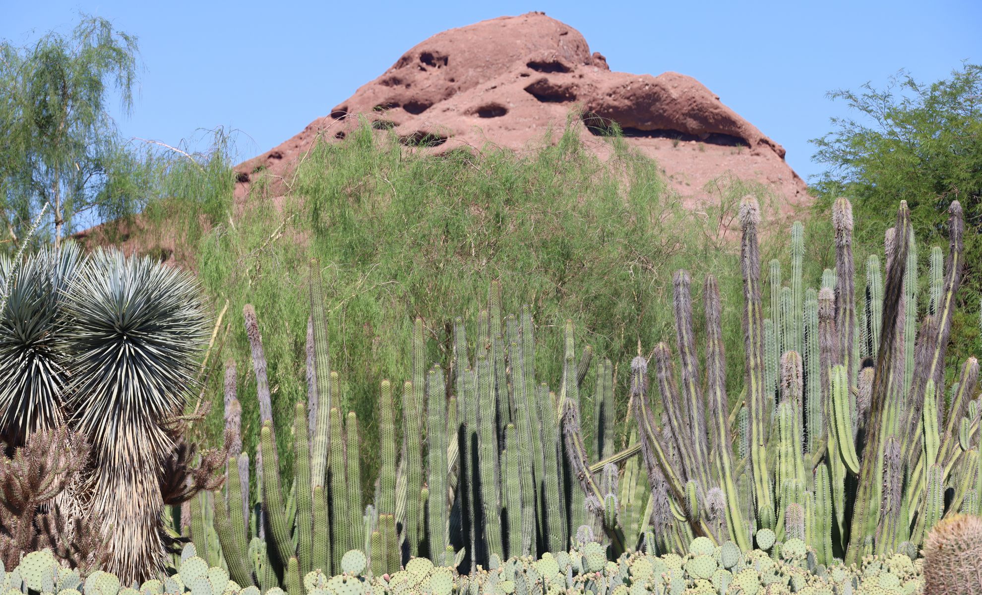 Les Jardins Botaniques du Désert de Phoenix, États-Unis