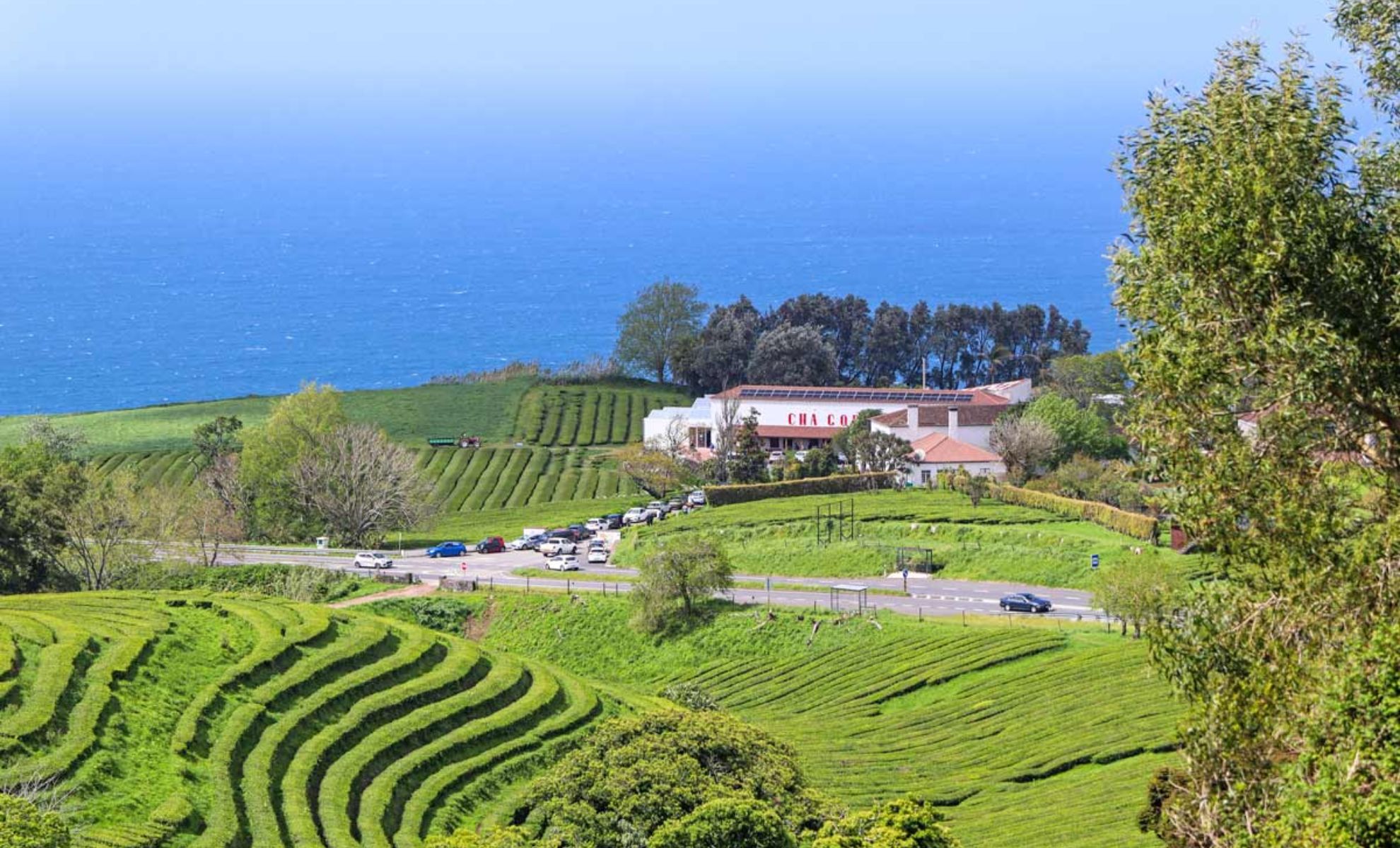 Les plantations de thé Cha Gorreana, les Açores, Portugal