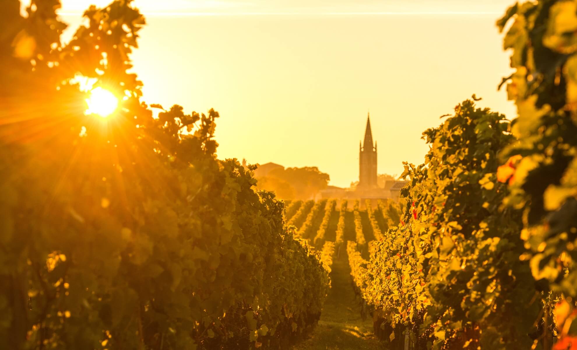 image d'un vignoble