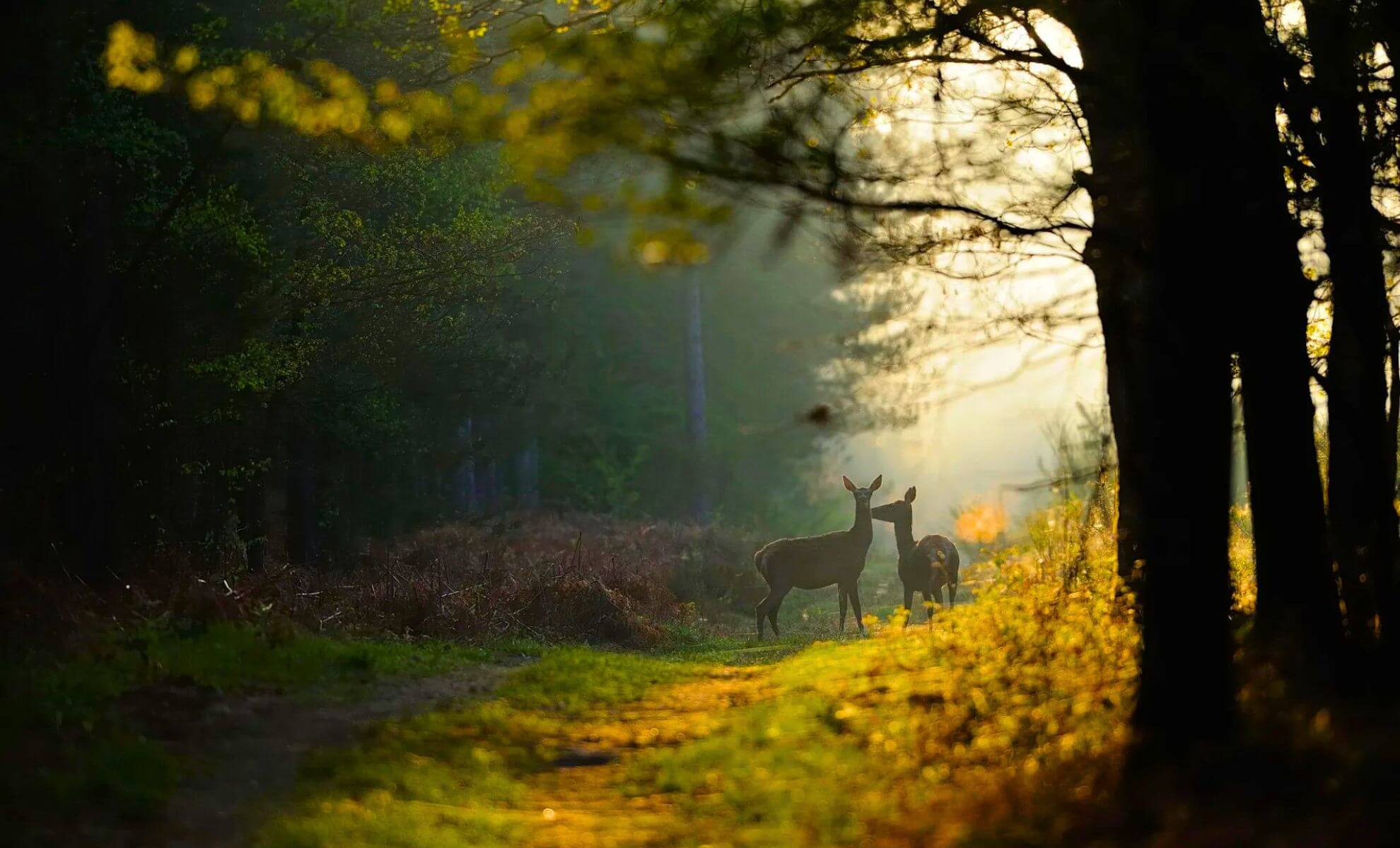 Forêt d'Orléans dans le Loiret