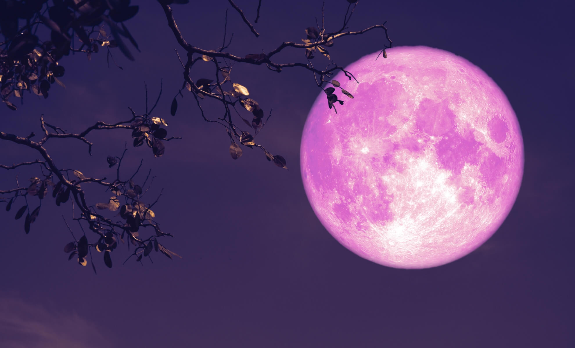 Lune de fraise