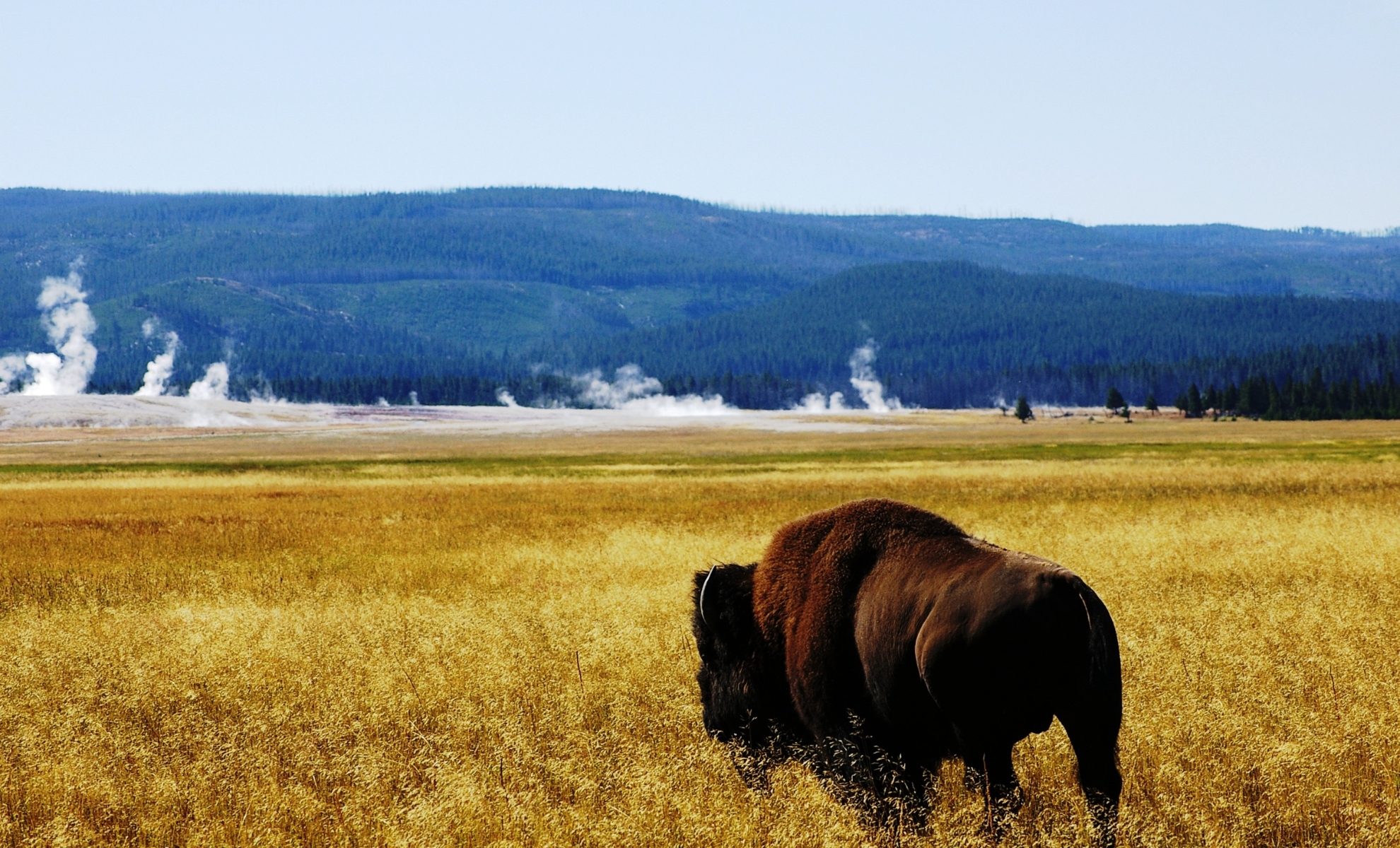 Lamar Valley