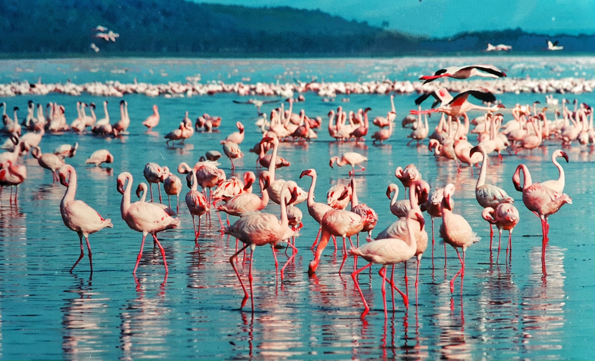 Lac Nakuru