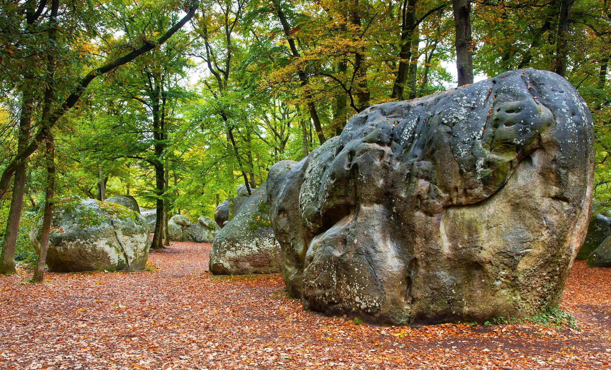 forêt de Fontainebleau