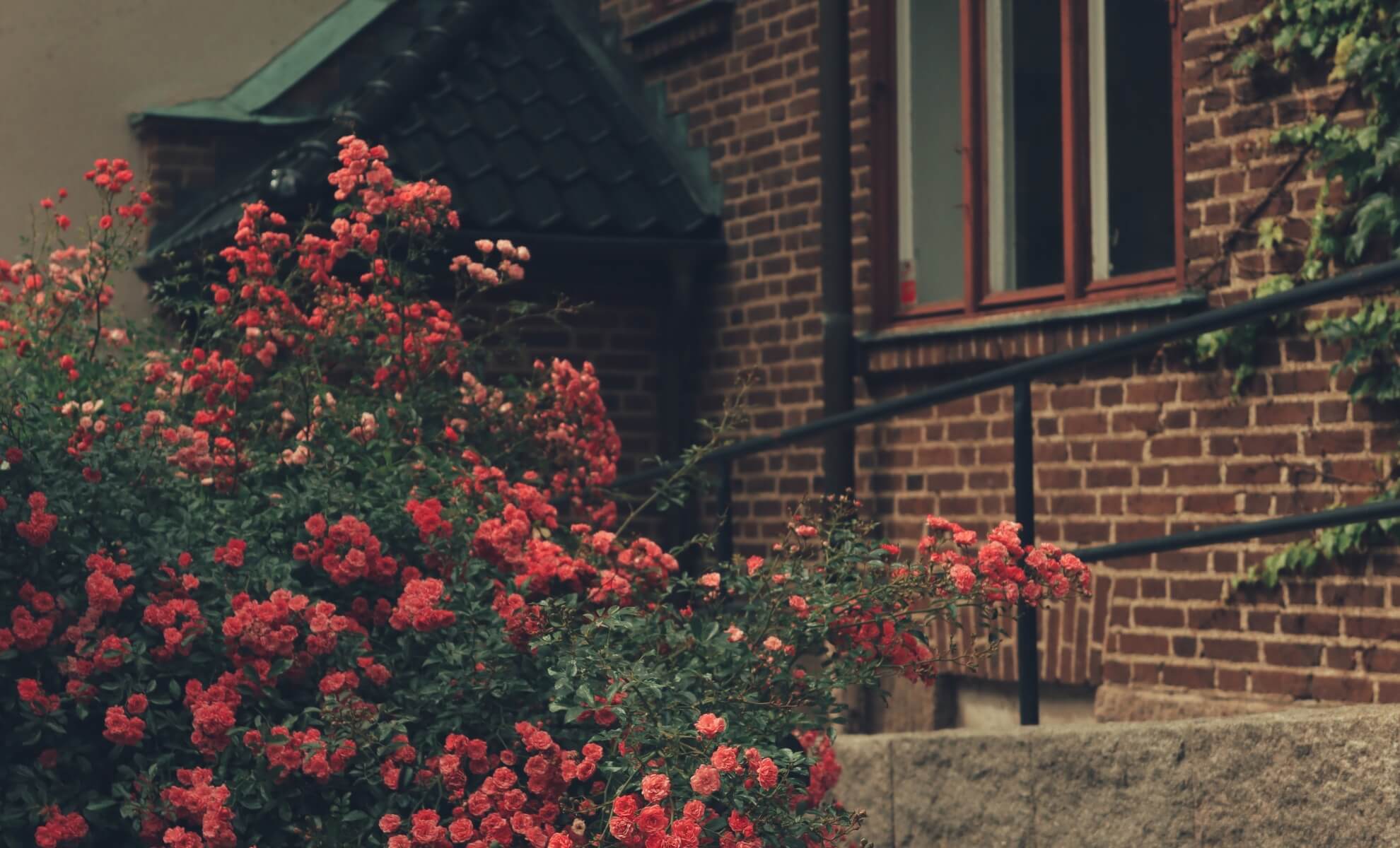 village aux mille roses