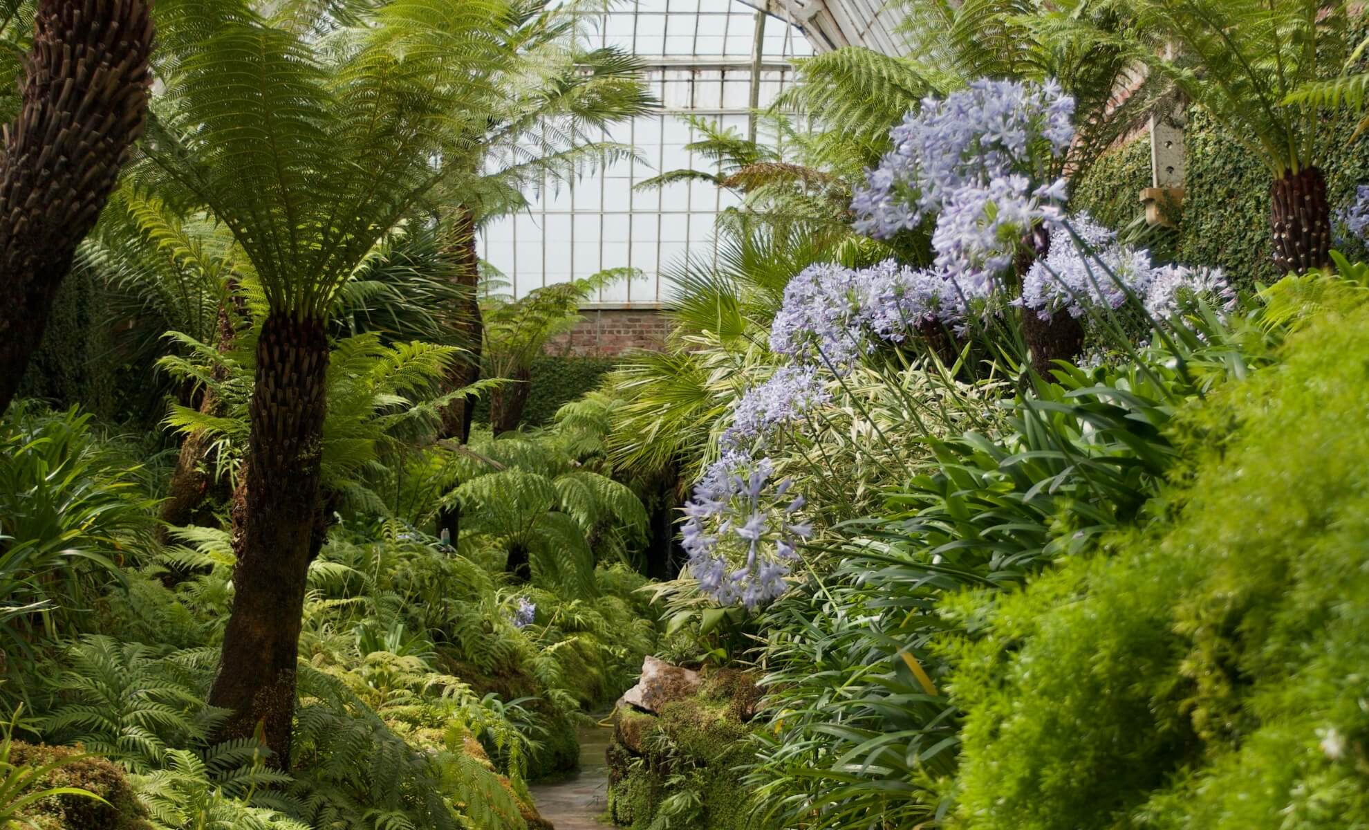 Plantes