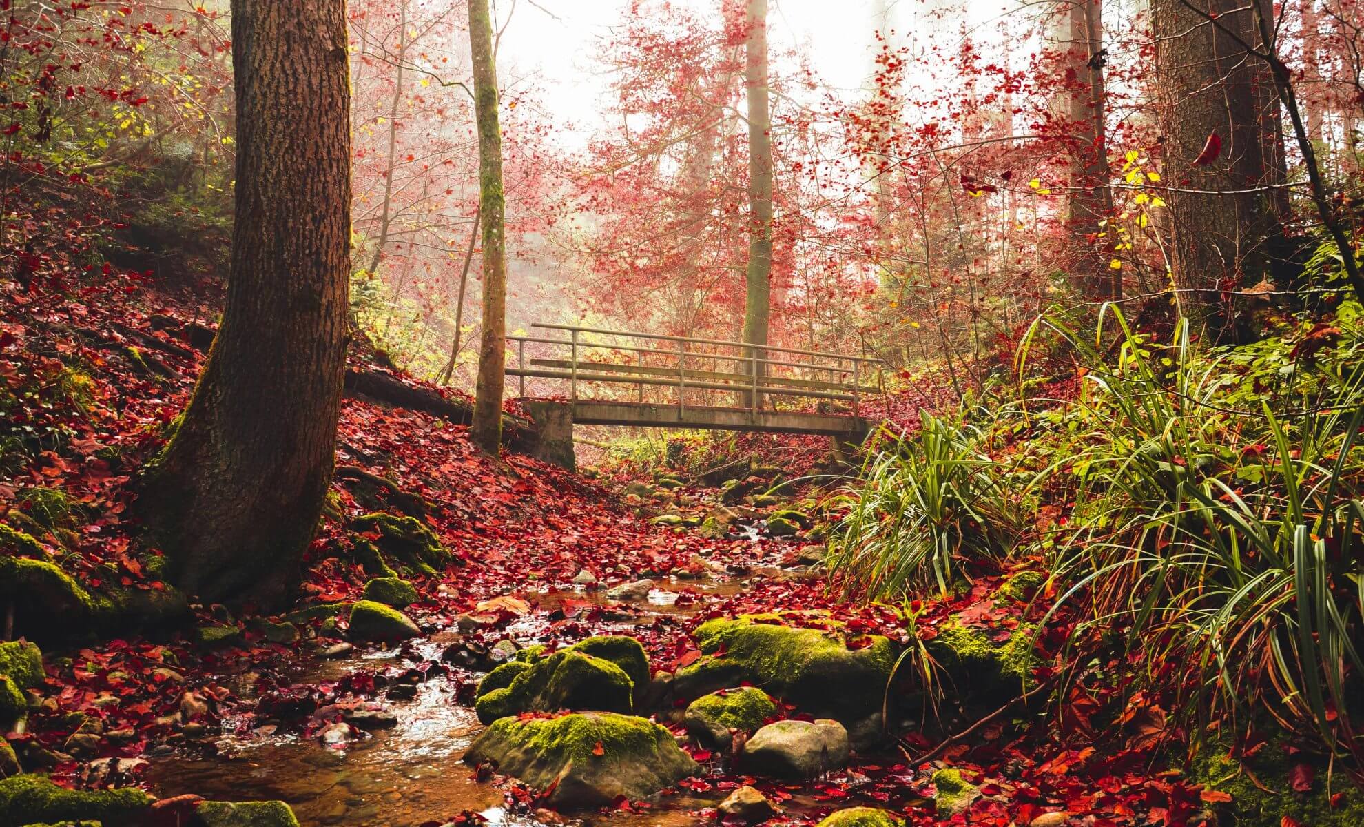 automn